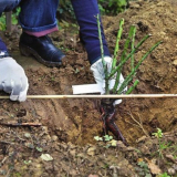 Parkové růže pro oblast moskvy: nejlepší odrůdy, fotografie se jmén...